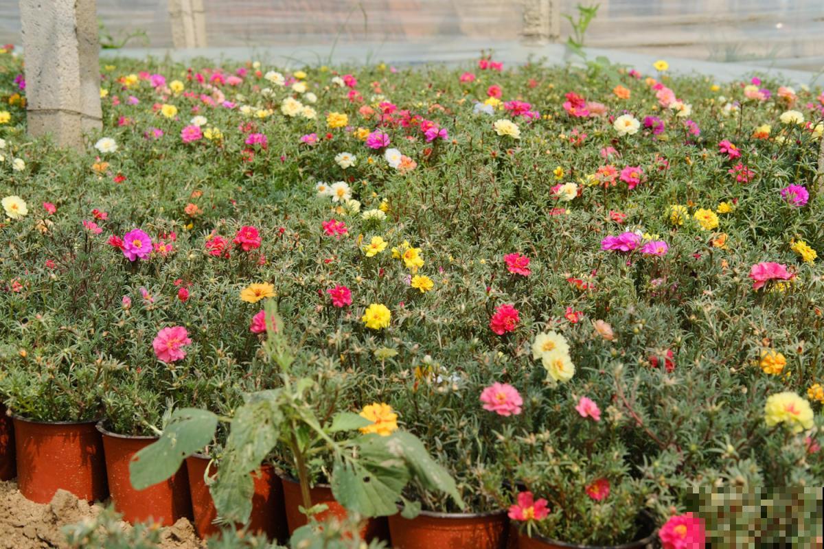 在家养花，选对品种投资十几块，一年能赚不少