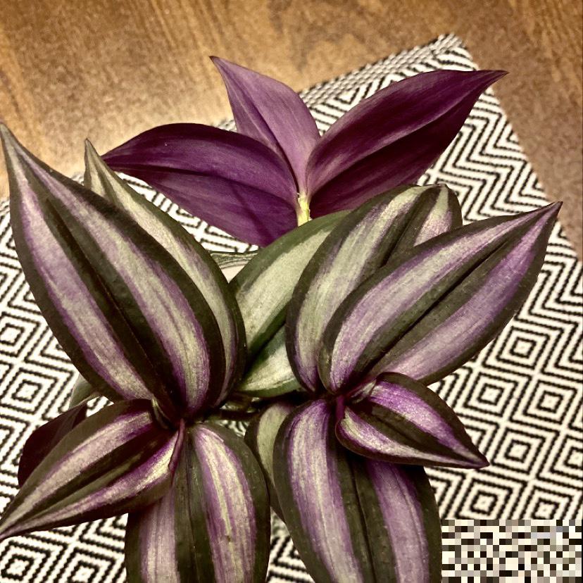 小海绵作用大,剪一刀插枝条,扦插蹭蹭冒白根 小海绵作用大,剪一刀插枝条,扦插蹭蹭冒白根