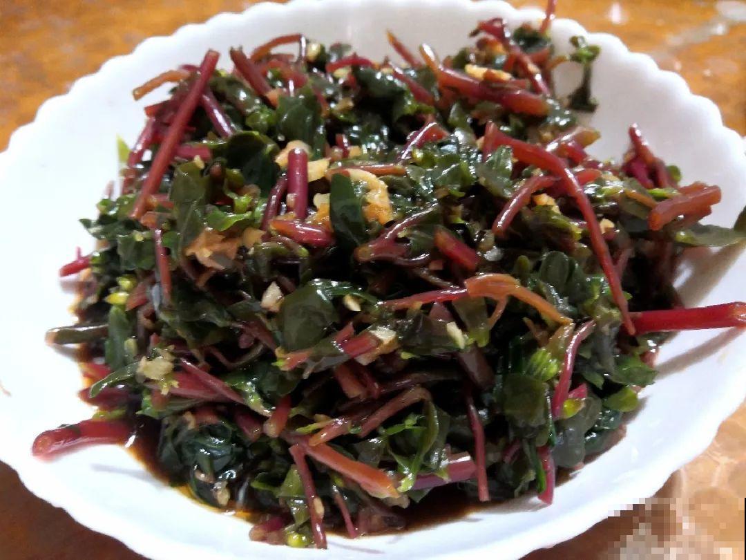 秋天野菜贵如金，赶紧上山挖，很快就老了