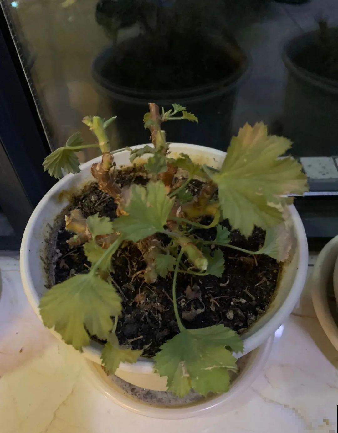 都说秋天不能剪，我却狠心剪秃头，对不对？