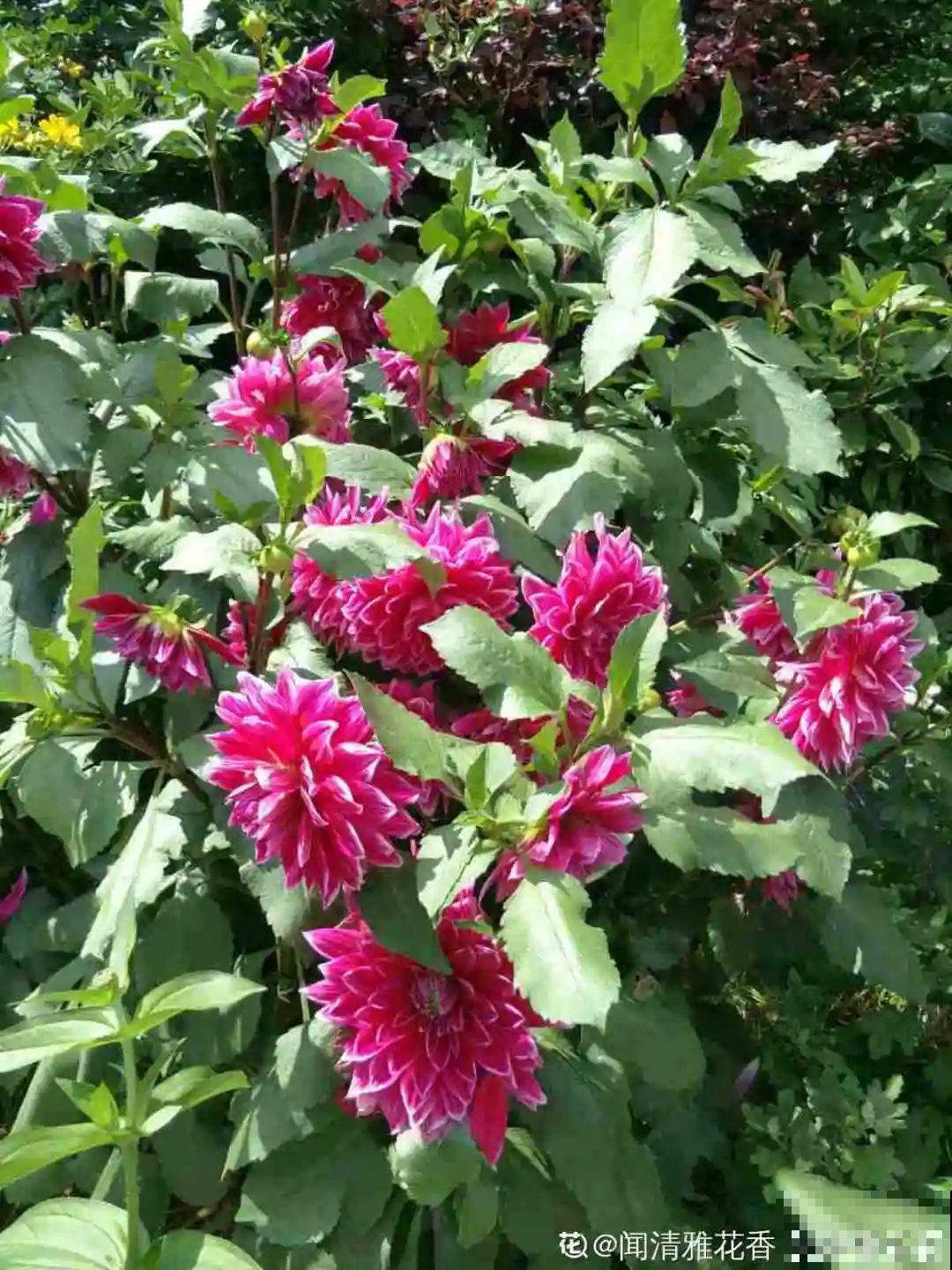 11种花,下个月就开花,现在养护是关键! 11种花,下个月就开花,现在养护是关键!