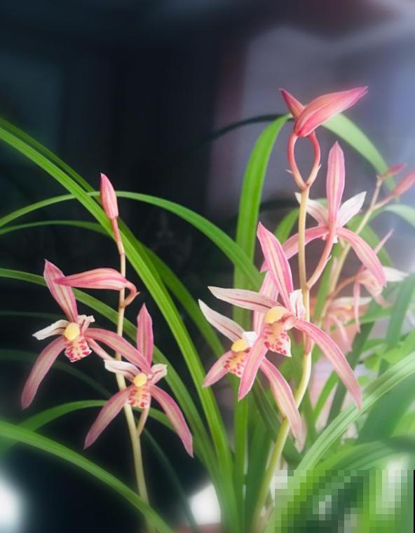 兰花入手的最佳时期,选这6个品种,便宜好活开花勤! 兰花入手的最佳时期,选这6个品种,便宜好活开花勤!