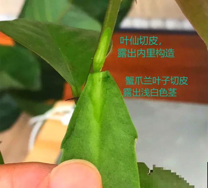 嫁接达人,玉树嫁接长寿上,花友直呼内行! 嫁接达人,玉树嫁接长寿上,花友直呼内行!