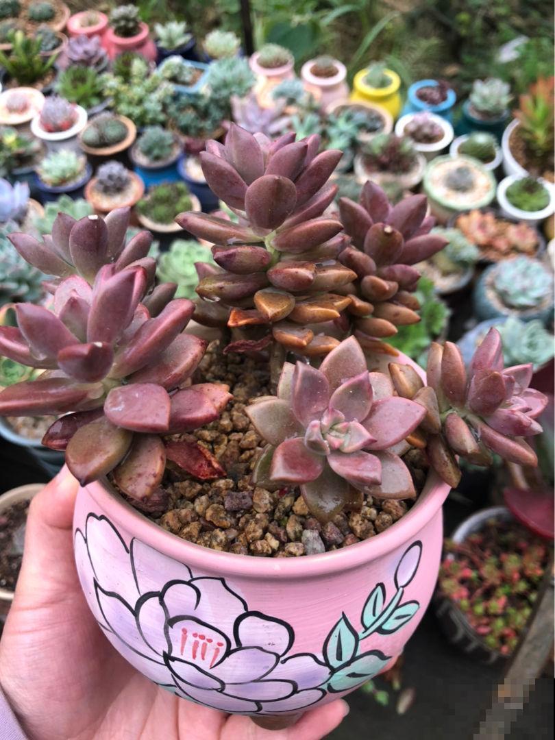 现在是多肉生长期，好养繁殖力强，入手超划算