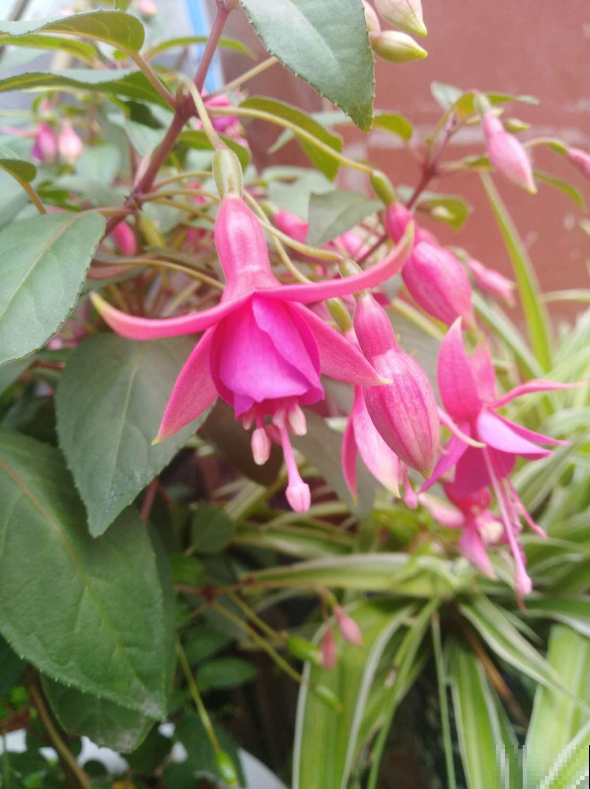 秋季养花大合集，30种花，你想要的我全有！