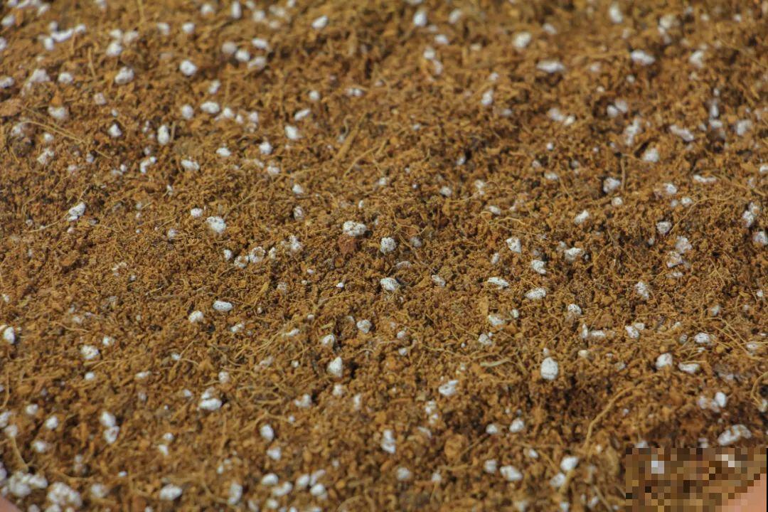 扦插有啥难？1根吸管，插活6盆花，太简单了！