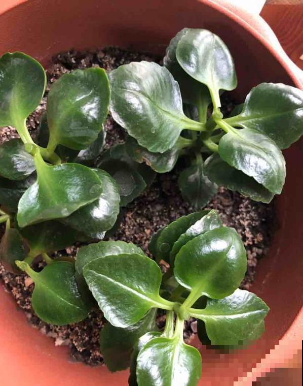 8种花要舍得掐,才能越长越旺盛 8种花要舍得掐,才能越长越旺盛