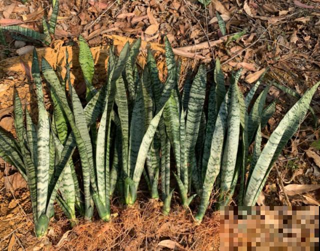 养根的3个小方法,照着一步步做,根能撑爆盆! 养根的3个小方法,照着一步步做,根能撑爆盆!