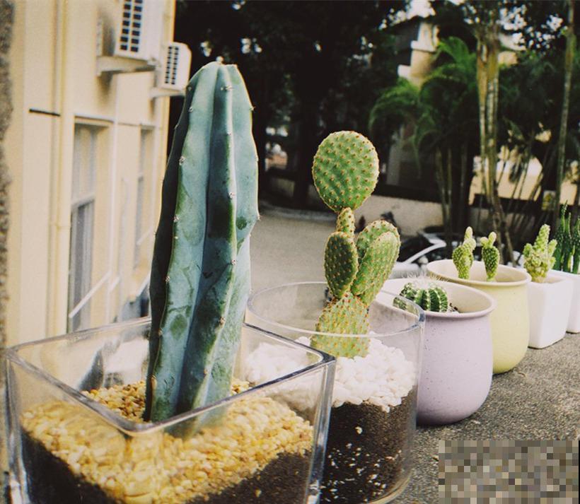 摆上这些北欧风的网红植物,家里想不高大上都难! 摆上这些北欧风的网红植物,家里想不高大上都难!