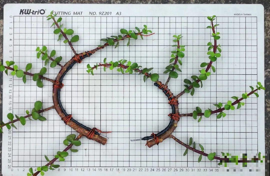 养金枝玉叶,剪成“歪脖子”,越歪越值钱! 养金枝玉叶,剪成“歪脖子”,越歪越值钱!