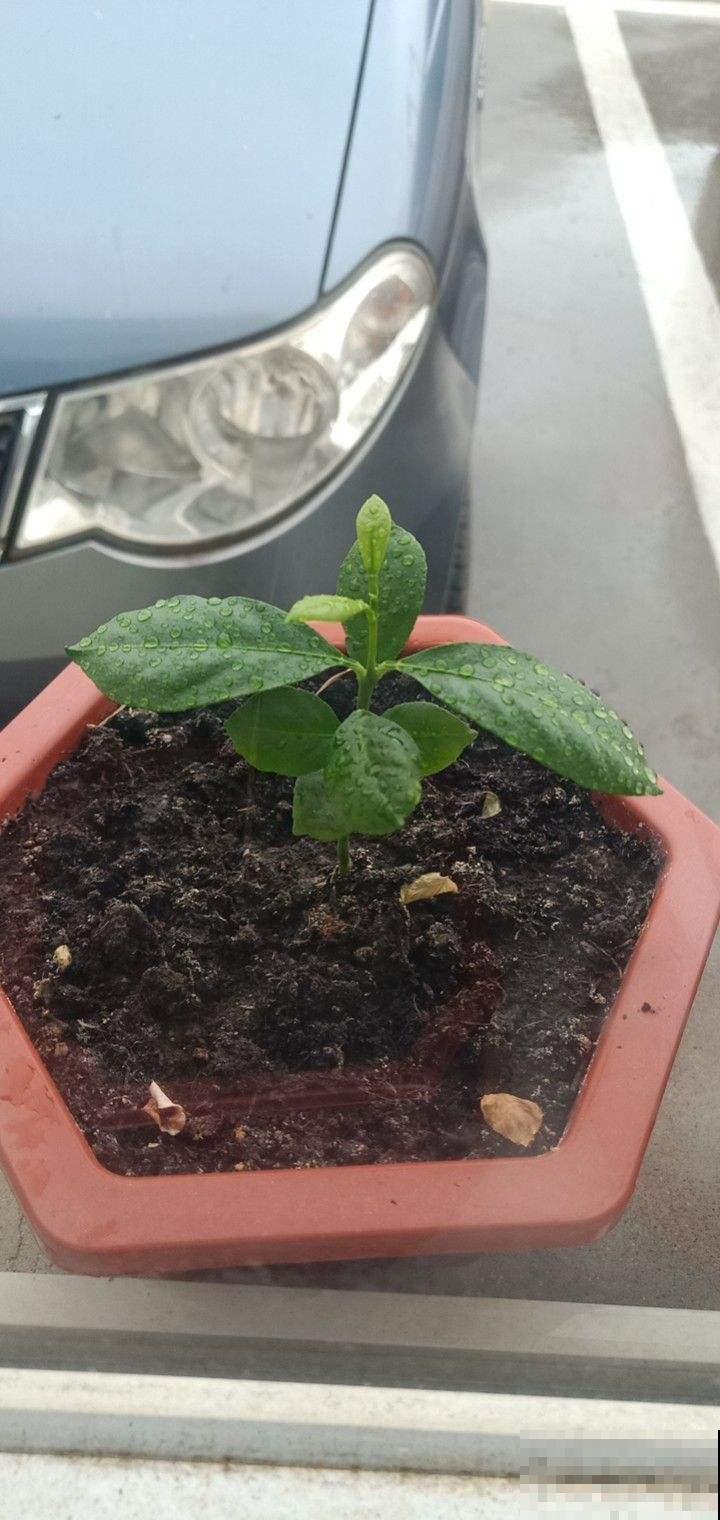 盆栽柠檬总发蔫儿？教你5招，叶子绿油油，果儿满枝头！