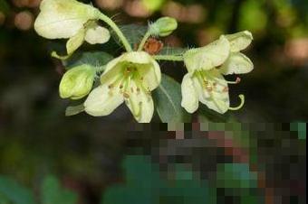 养花不走寻常路,这5种绿色花卉,养在家里特清新! 养花不走寻常路,这5种绿色花卉,养在家里特清新!