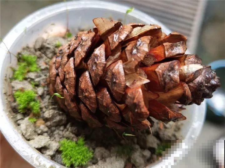 西红柿、玉米……埋土里，7天长成小森林，结出果子一大筐！