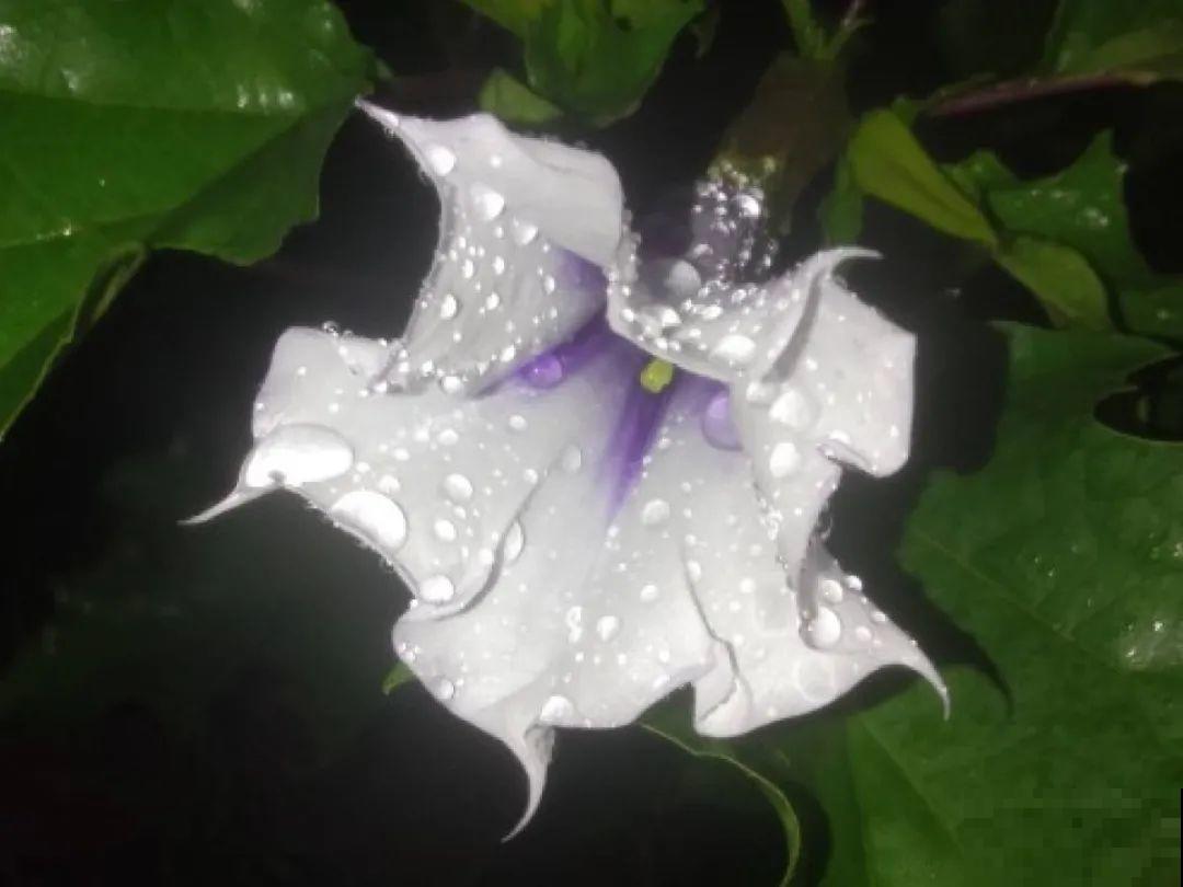 罂粟花不能随便种,私自种植,就得薅光 罂粟花不能随便种,私自种植,就得薅光