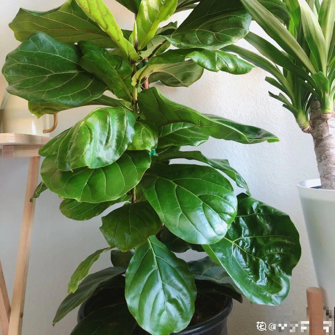 24种植物“净化器”,每个房间养一盆,太值了! 24种植物“净化器”,每个房间养一盆,太值了!