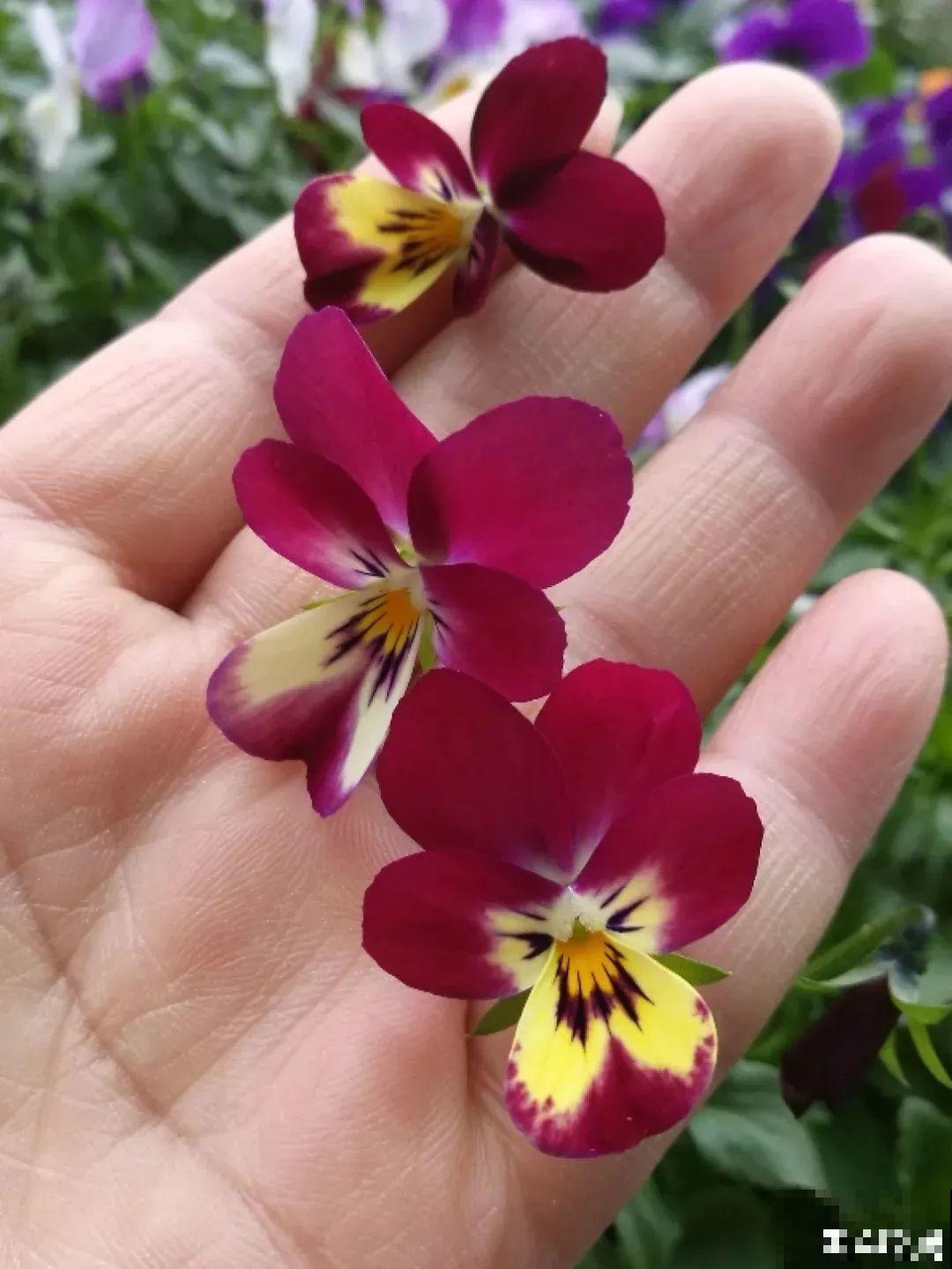 三色堇简直是开花机器,一盆能开3个色,阳台开出花彩虹! 三色堇简直是开花机器,一盆能开3个色,阳台开出花彩虹!