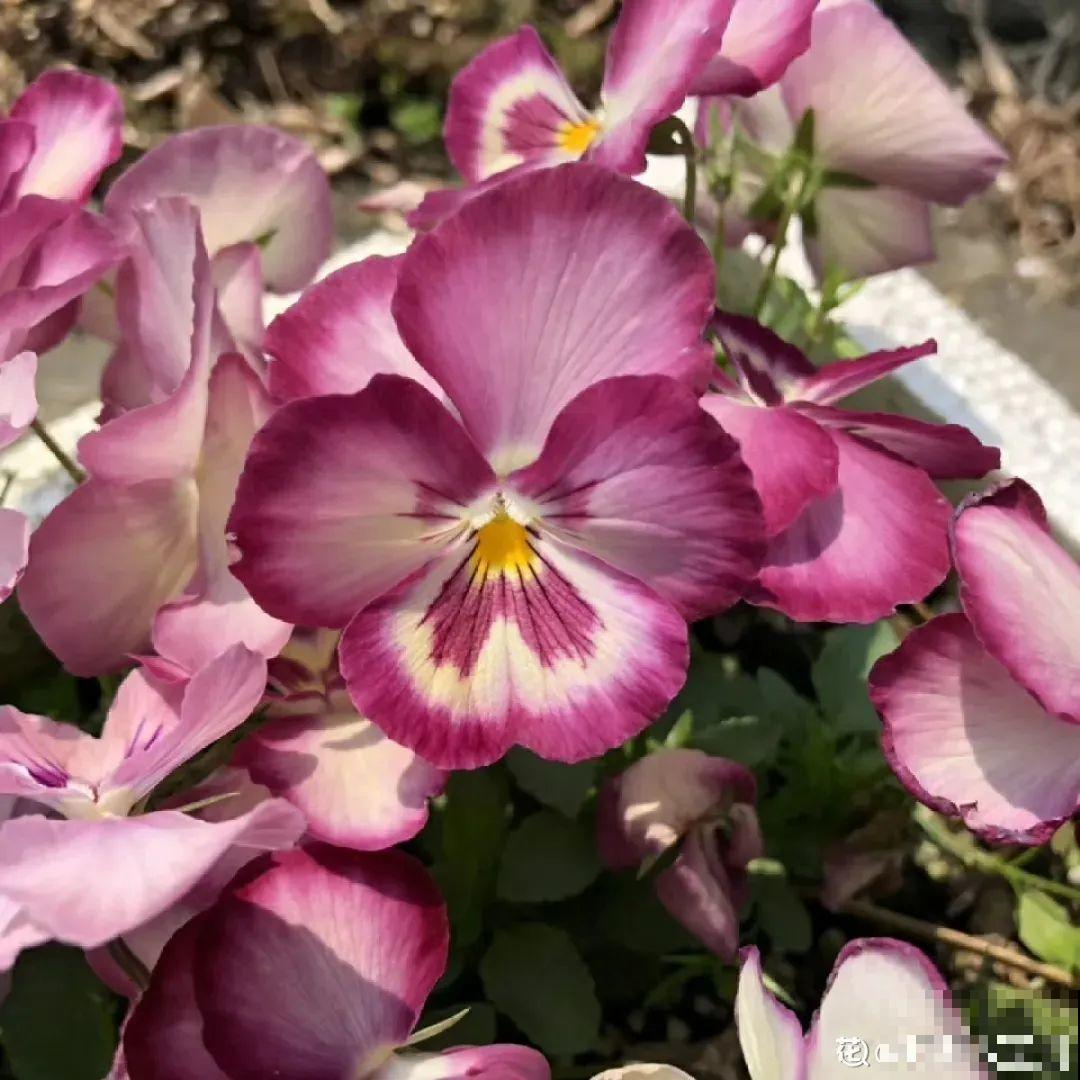 三色堇简直是开花机器,一盆能开3个色,阳台开出花彩虹! 三色堇简直是开花机器,一盆能开3个色,阳台开出花彩虹!