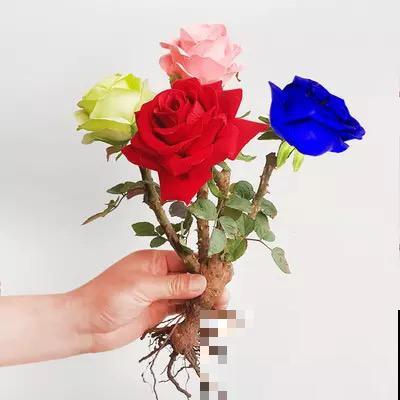 花盆里插朵花,装成天堂鸟,谁买谁上当 花盆里插朵花,装成天堂鸟,谁买谁上当