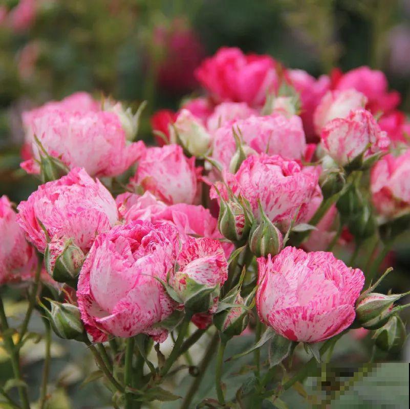 养月季会上瘾,尤其是这9种,秋天长出大花苞 养月季会上瘾,尤其是这9种,秋天长出大花苞