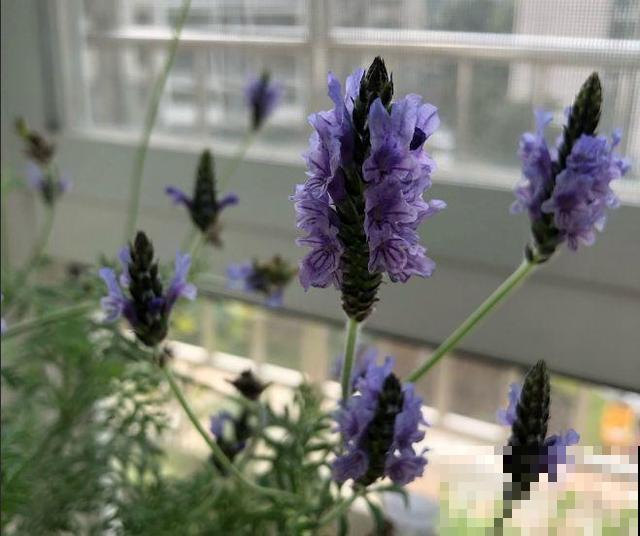 养这3盆花,蚊虫3个月不敢来,比花露水还有效果! 养这3盆花,蚊虫3个月不敢来,比花露水还有效果!