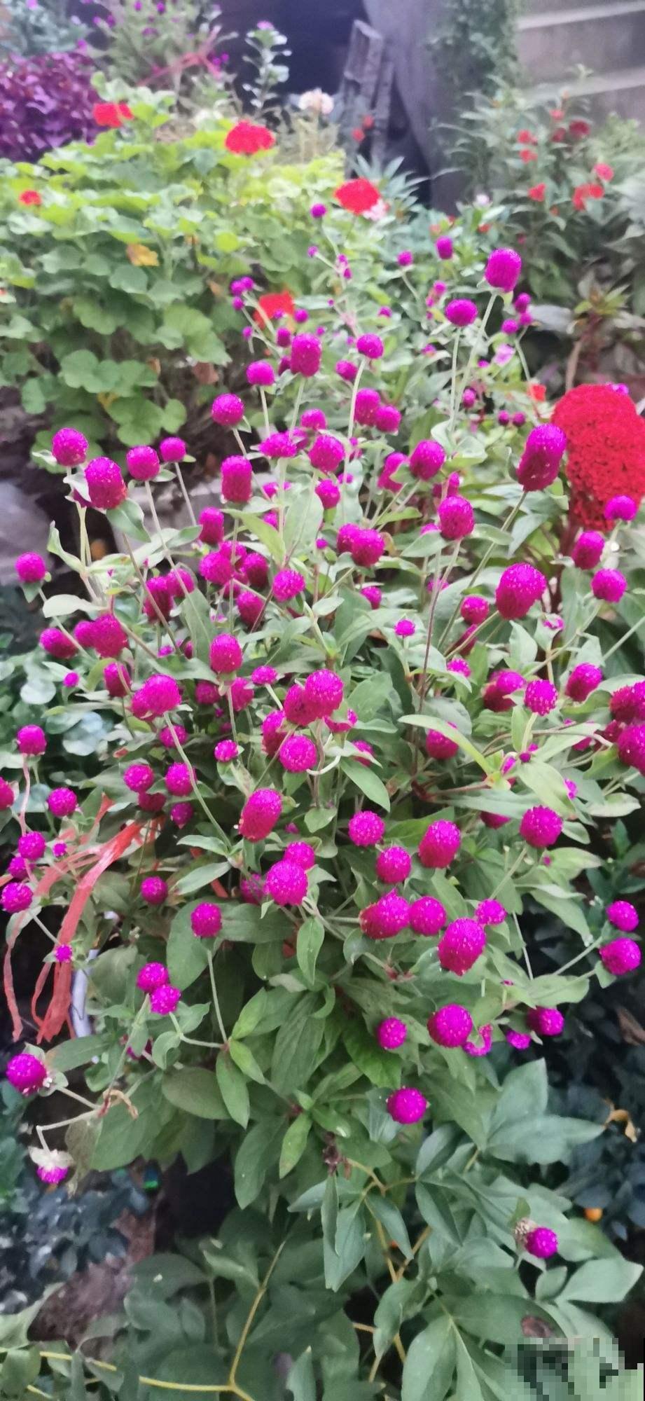 秋季养花大合集，30种花，你想要的我全有！