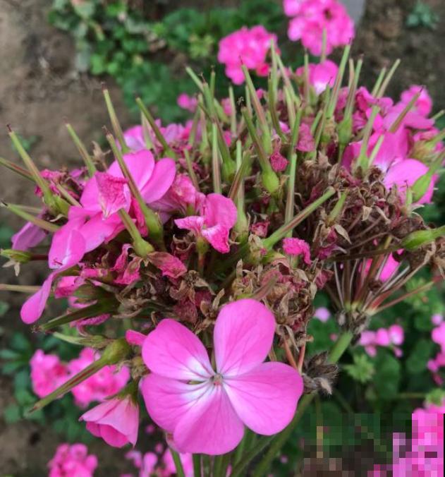 9月是最佳播种期,天竺葵从播种到开花,详细经验来啦! 9月是最佳播种期,天竺葵从播种到开花,详细经验来啦!