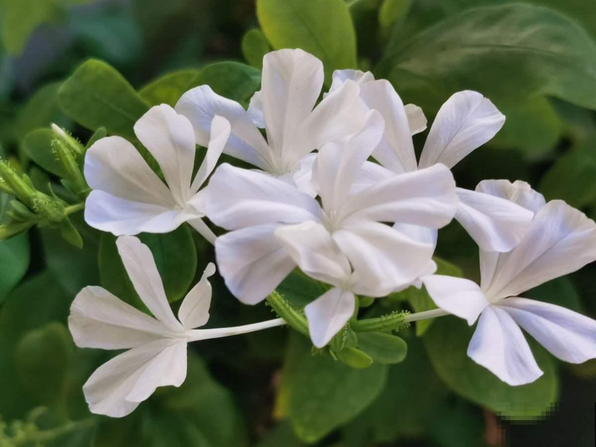 家里的过期药片别丢掉,碾成粉兑水一浇,杀菌效果超好 家里的过期药片别丢掉,碾成粉兑水一浇,杀菌效果超好