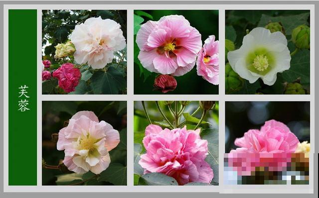 最齐全的《百花图谱》,珍藏起来,路边花都能叫上名! 最齐全的《百花图谱》,珍藏起来,路边花都能叫上名!