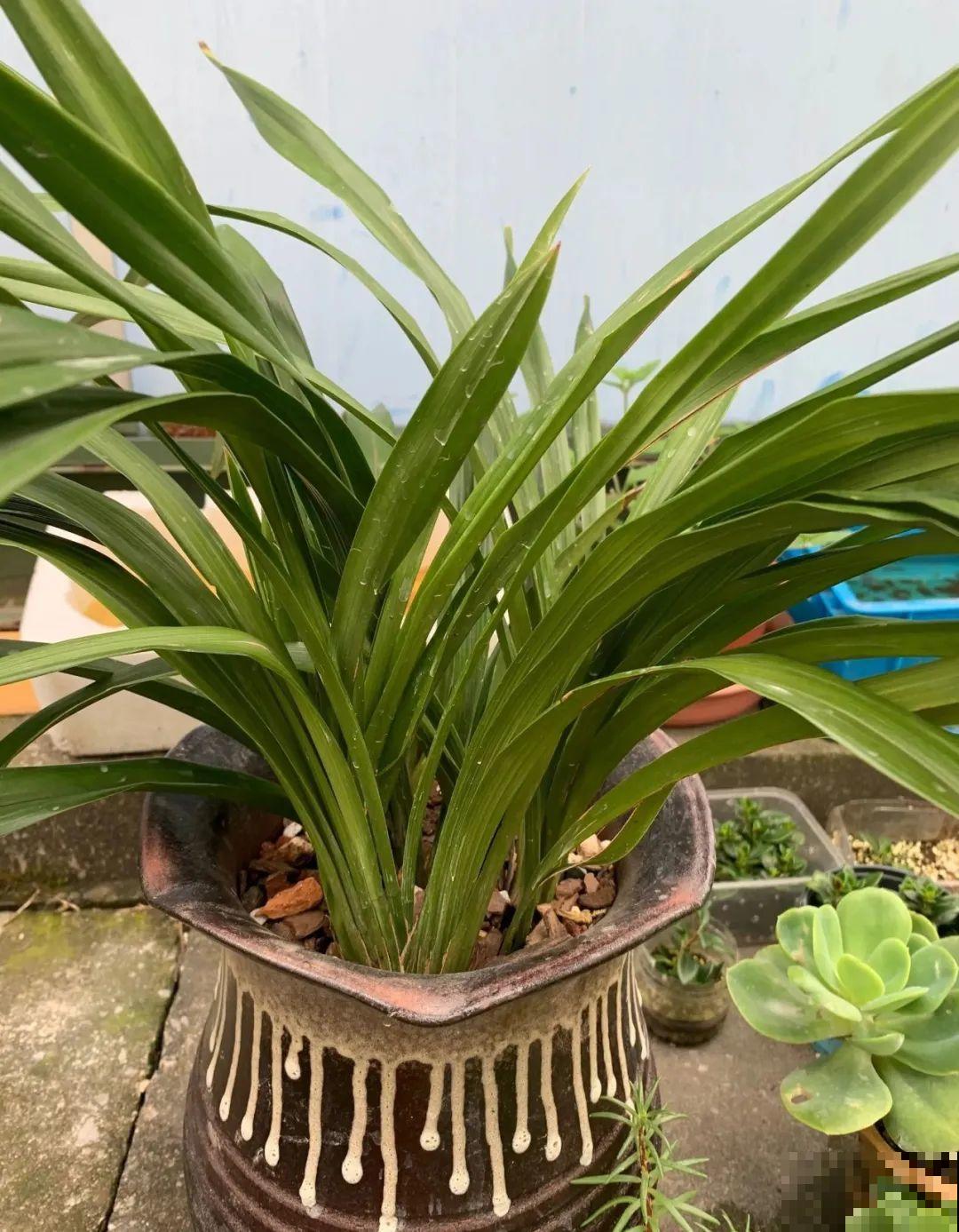 花堆成山,捡到手软,大麻袋都装不下了! 花堆成山,捡到手软,大麻袋都装不下了!