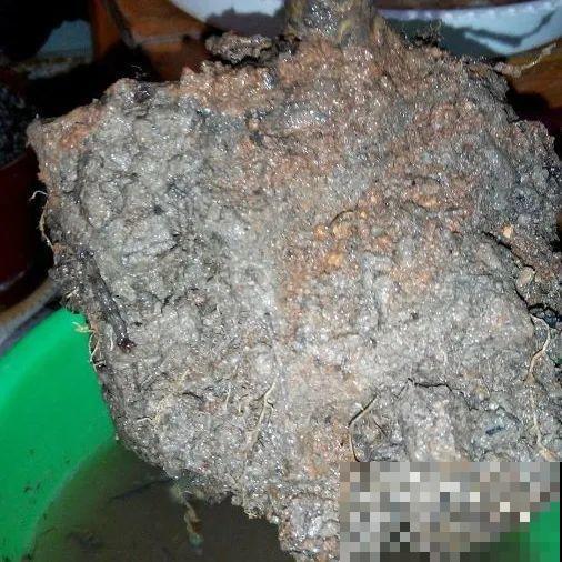 你扔的花,我捡回家,半个月起死回生! 你扔的花,我捡回家,半个月起死回生!