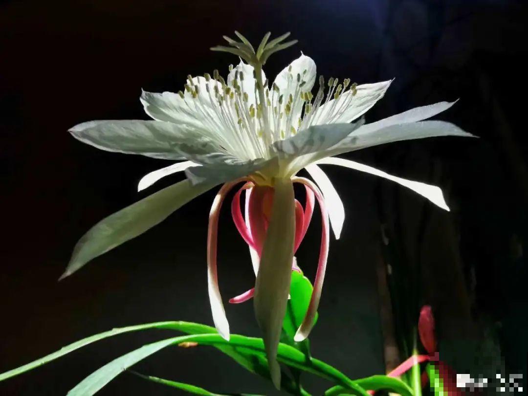 9月生日花，又美又香，寓意极好！