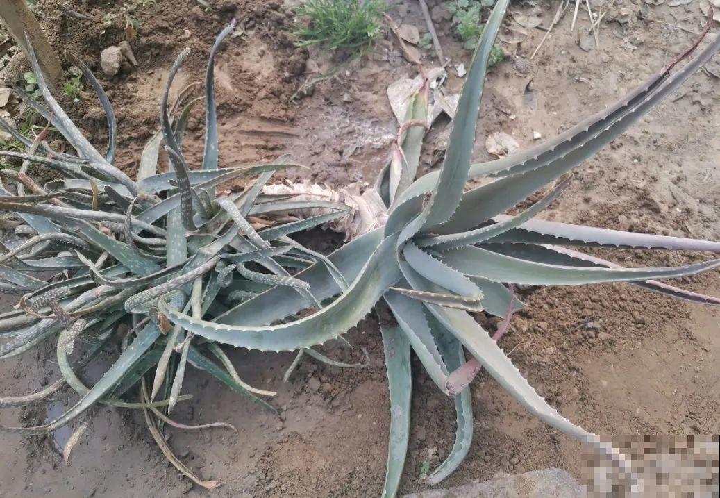 你扔的花,我捡回家,半个月起死回生! 你扔的花,我捡回家,半个月起死回生!