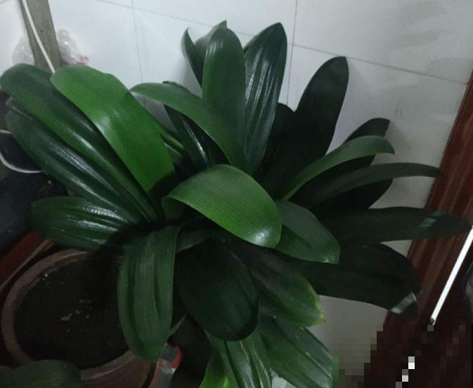 君子兰3大养护难题,一次性给你解决,今年准时开花! 君子兰3大养护难题,一次性给你解决,今年准时开花!