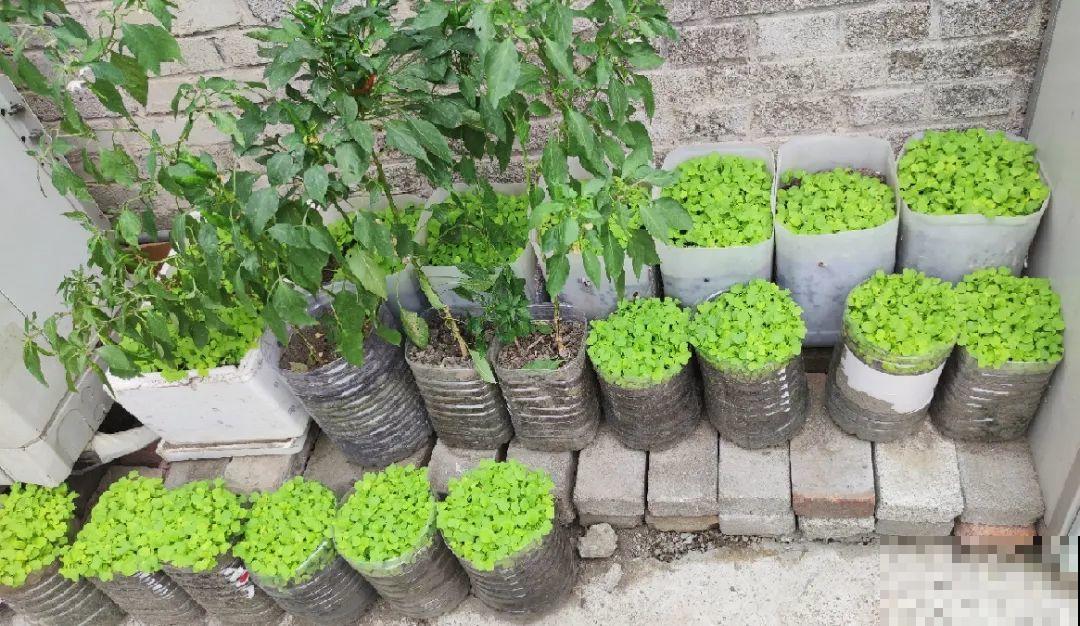 把菜种自家墙上,多得吃不完,太震撼 把菜种自家墙上,多得吃不完,太震撼