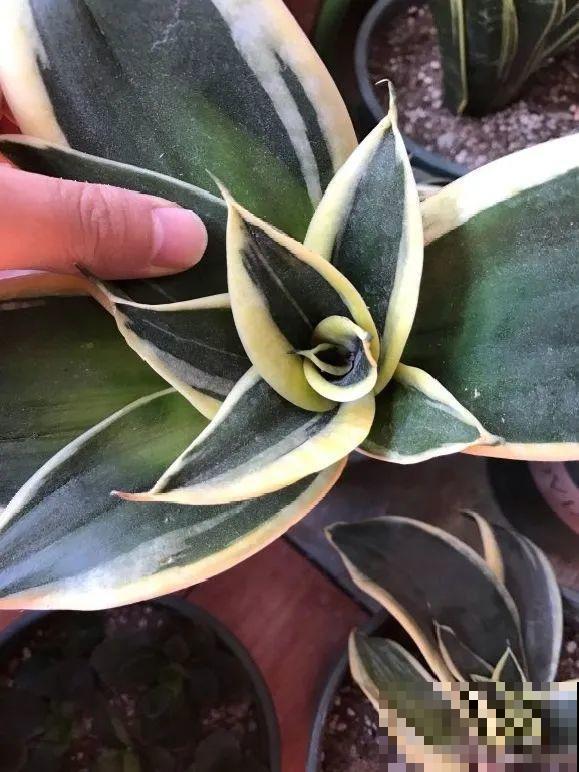 这花拔起来没有根，赶紧换盆，不然活不过俩月！