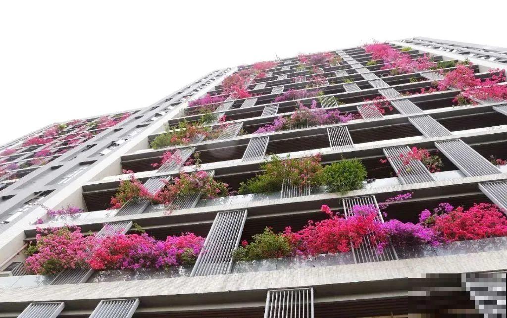 30层楼高开满三角梅,变成空中花园,太美了! 30层楼高开满三角梅,变成空中花园,太美了!