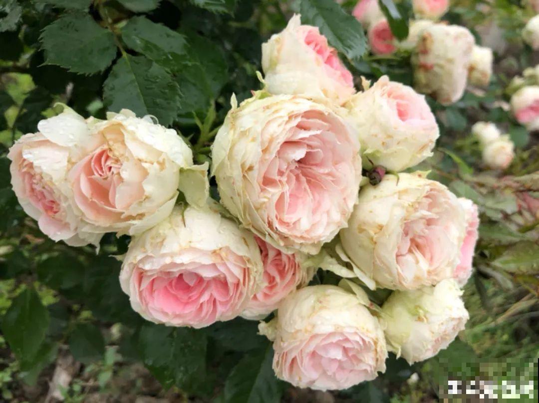 养月季会上瘾,尤其是这9种,秋天长出大花苞 养月季会上瘾,尤其是这9种,秋天长出大花苞