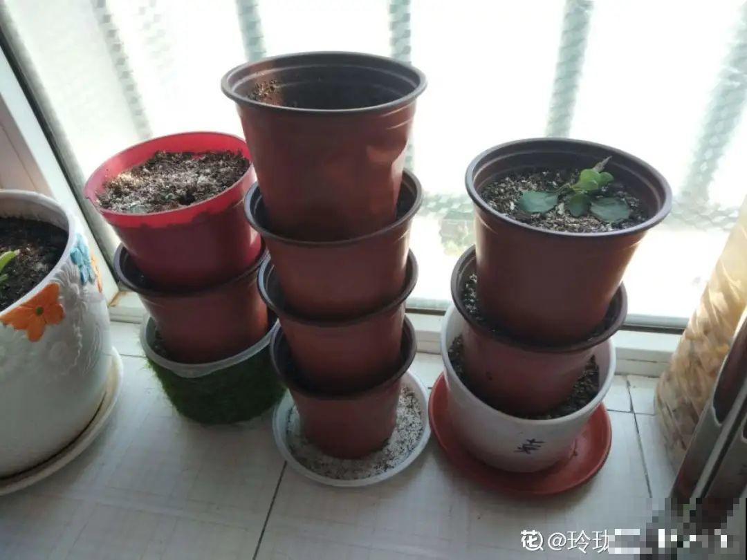 公认难养的花,养一盆死一盆,从来没有养活过! 公认难养的花,养一盆死一盆,从来没有养活过!