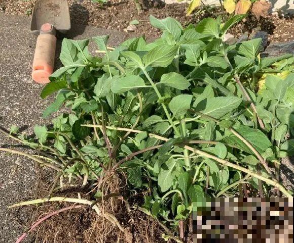 5种花最好别养,根钻得到处都是,砍都砍不尽! 5种花最好别养,根钻得到处都是,砍都砍不尽!