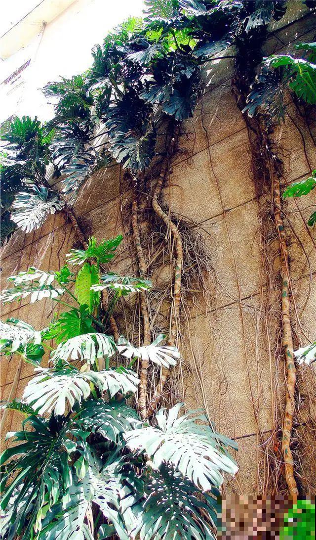 1米7的天竺葵，开花成瀑布，太震撼了