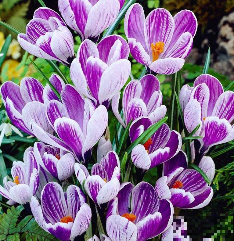 4种花只能北方养，南方种不了，只因温度太高！