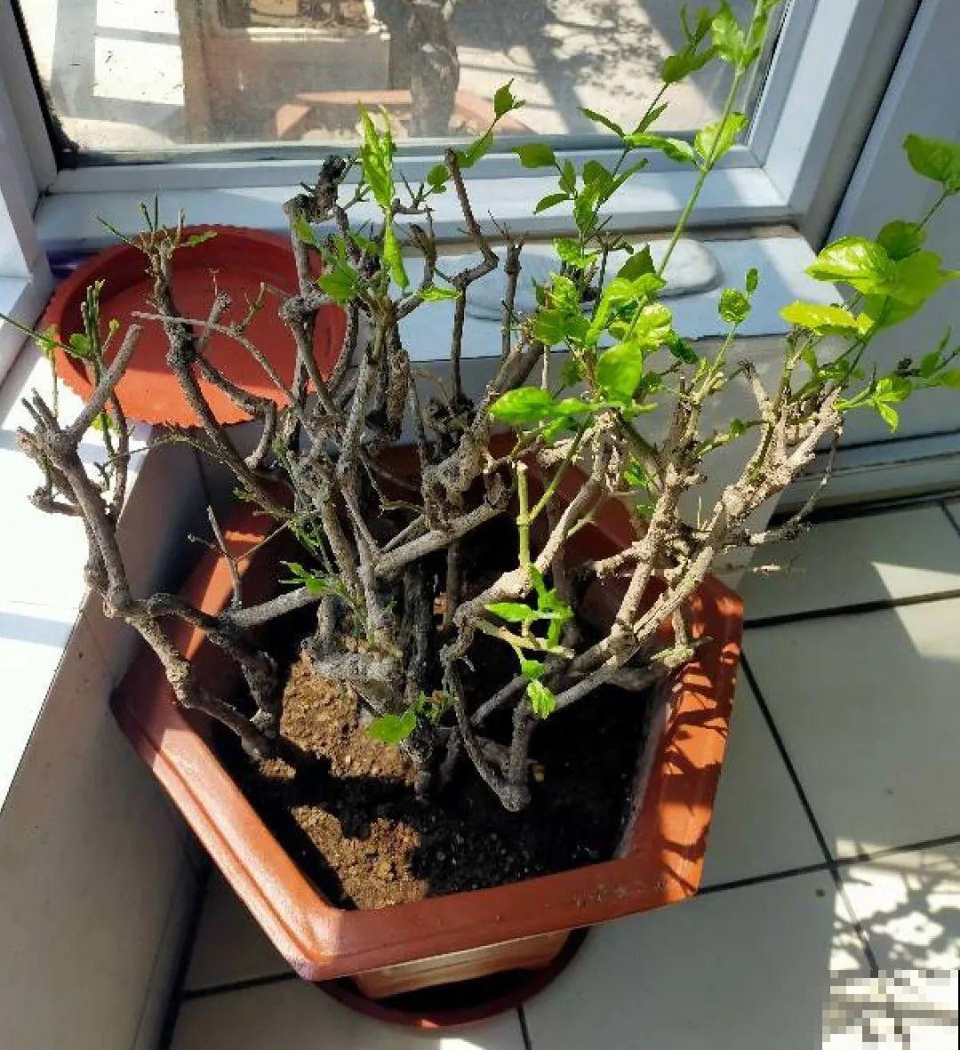 现在开始，这10种花不能剪，剪了开花难！