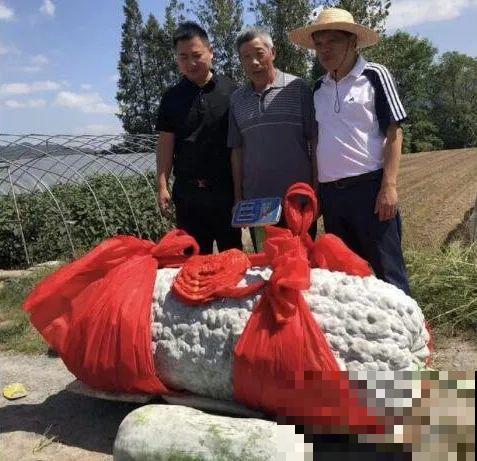 农村大姐，种出1.5米大冬瓜，我看谁还敢说矮！