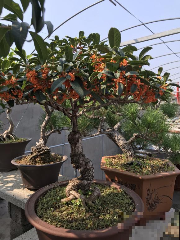 家里养桂花，这4件事不要做，不然叶子掉光光