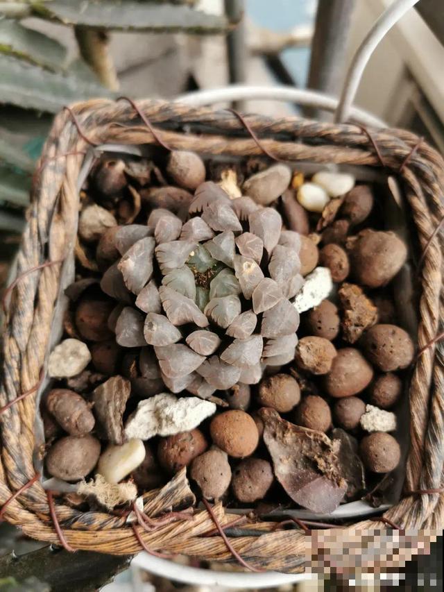 养根的3个小方法,照着一步步做,根能撑爆盆! 养根的3个小方法,照着一步步做,根能撑爆盆!