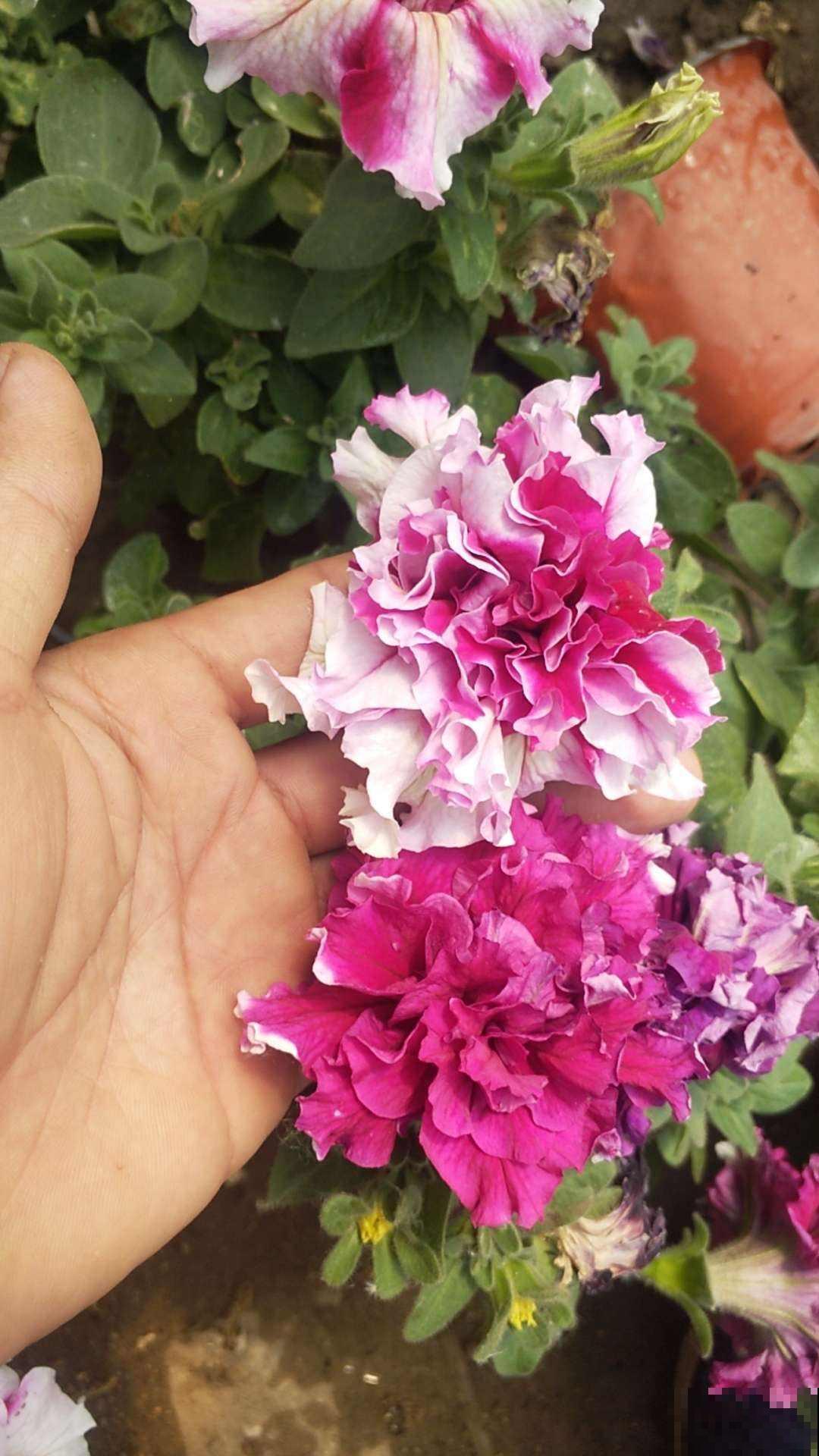 6种花,重瓣比单瓣好看多了,你见过几种? 6种花,重瓣比单瓣好看多了,你见过几种?