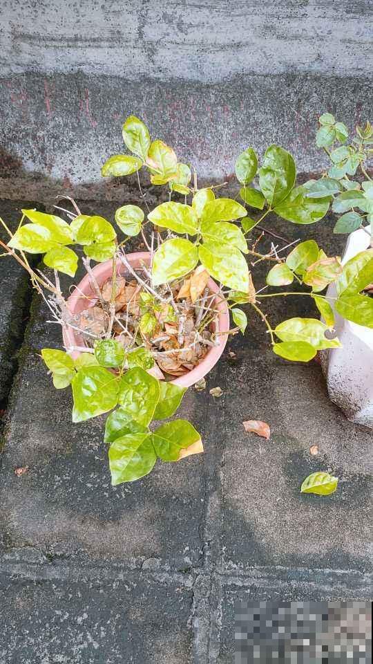 养花常见的4个病症，一招就好使，赶紧学起来