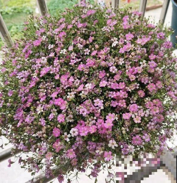 种花赚钱？要是有块地，真的发财了！