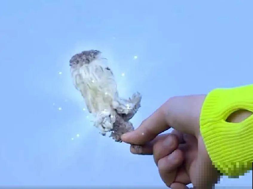 山上的雪莲,说摘就摘? 山上的雪莲,说摘就摘?