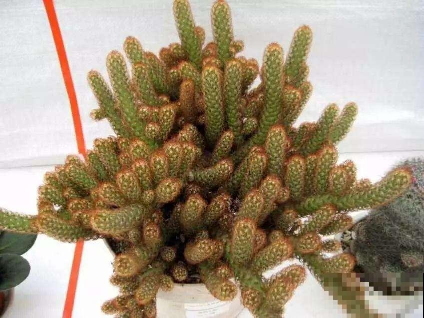 长得最快的多肉，满盆毛毛虫，开花比月季还艳！